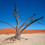 Haitians face record hunger as gang violence grips country in throes of economic crisis