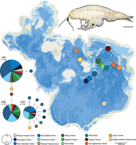 Alicella gigantea: El gigante oculto del océano Alicella gigantea: El gigante oculto del océano