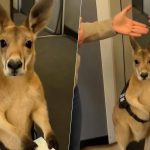 “Crisis en Club América: Malagón Desmiente Acusaciones” "Canguro en el Aeropuerto: La Verdad Detrás del Video Viral"