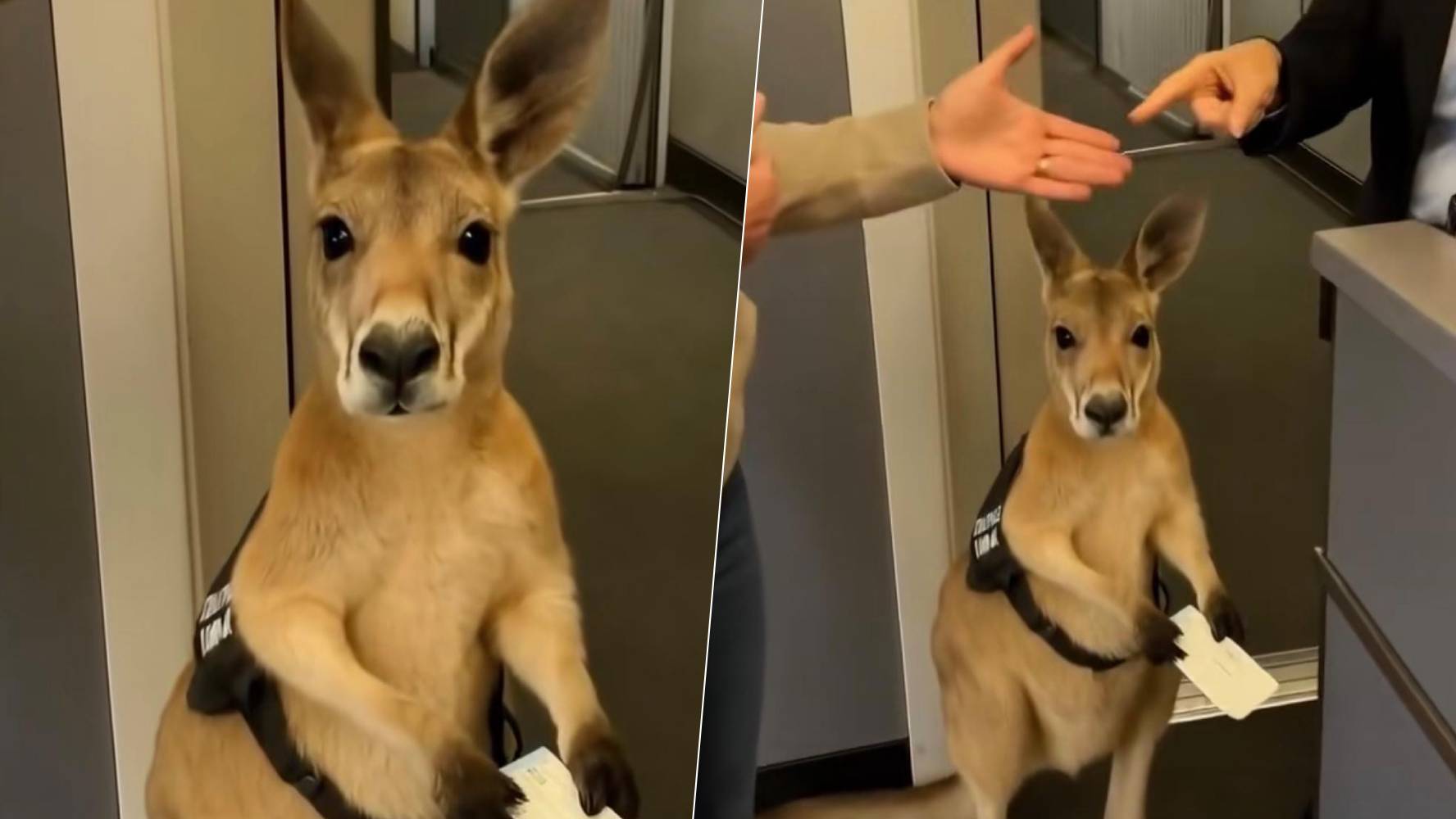 “Canguro en el Aeropuerto: La Verdad Detrás del Video Viral” "Canguro en el Aeropuerto: La Verdad Detrás del Video Viral"