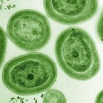 Cómo los días más largos crearon nuestra atmósfera oxigenada Cómo los días más largos crearon nuestra atmósfera oxigenada