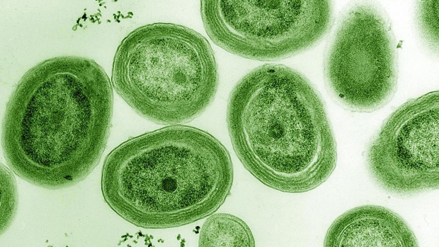 Cómo los días más largos crearon nuestra atmósfera oxigenada Cómo los días más largos crearon nuestra atmósfera oxigenada