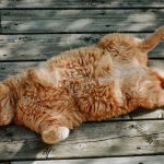 El secreto genético de los gatos naranjas