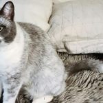 Gato “salmiak”: la rara mutación genética descubierta en Finlandia Gato "salmiak": la rara mutación genética descubierta en Finlandia