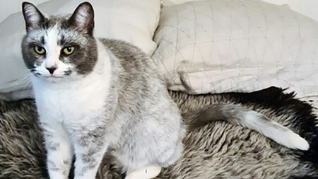 Gato “salmiak”: la rara mutación genética descubierta en Finlandia Gato "salmiak": la rara mutación genética descubierta en Finlandia