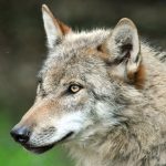 TSXG niega prestación por baja tras cirugía estética Justicia revisa suspensión de extracción de lobos en Cantabria