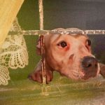 Maltrato Animal en CDMX: El Caso de Ámbar y la Crisis Silenciosa Maltrato Animal en CDMX: El Caso de Ámbar y la Crisis Silenciosa