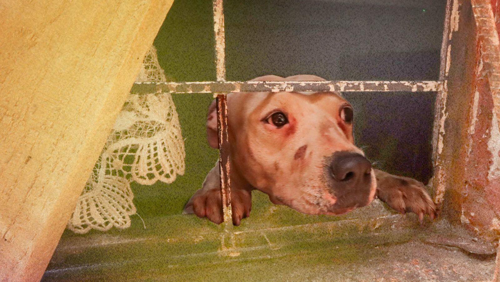 Maltrato Animal en CDMX: El Caso de Ámbar y la Crisis Silenciosa Maltrato Animal en CDMX: El Caso de Ámbar y la Crisis Silenciosa