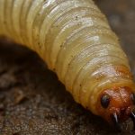 Plan de Acción contra el Gusano Barrenador en Nuevo León Plan de Acción contra el Gusano Barrenador en Nuevo León