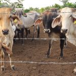 Tráfico de ganado y plaga amenazan la ganadería mexicana Tráfico de ganado y plaga amenazan la ganadería mexicana