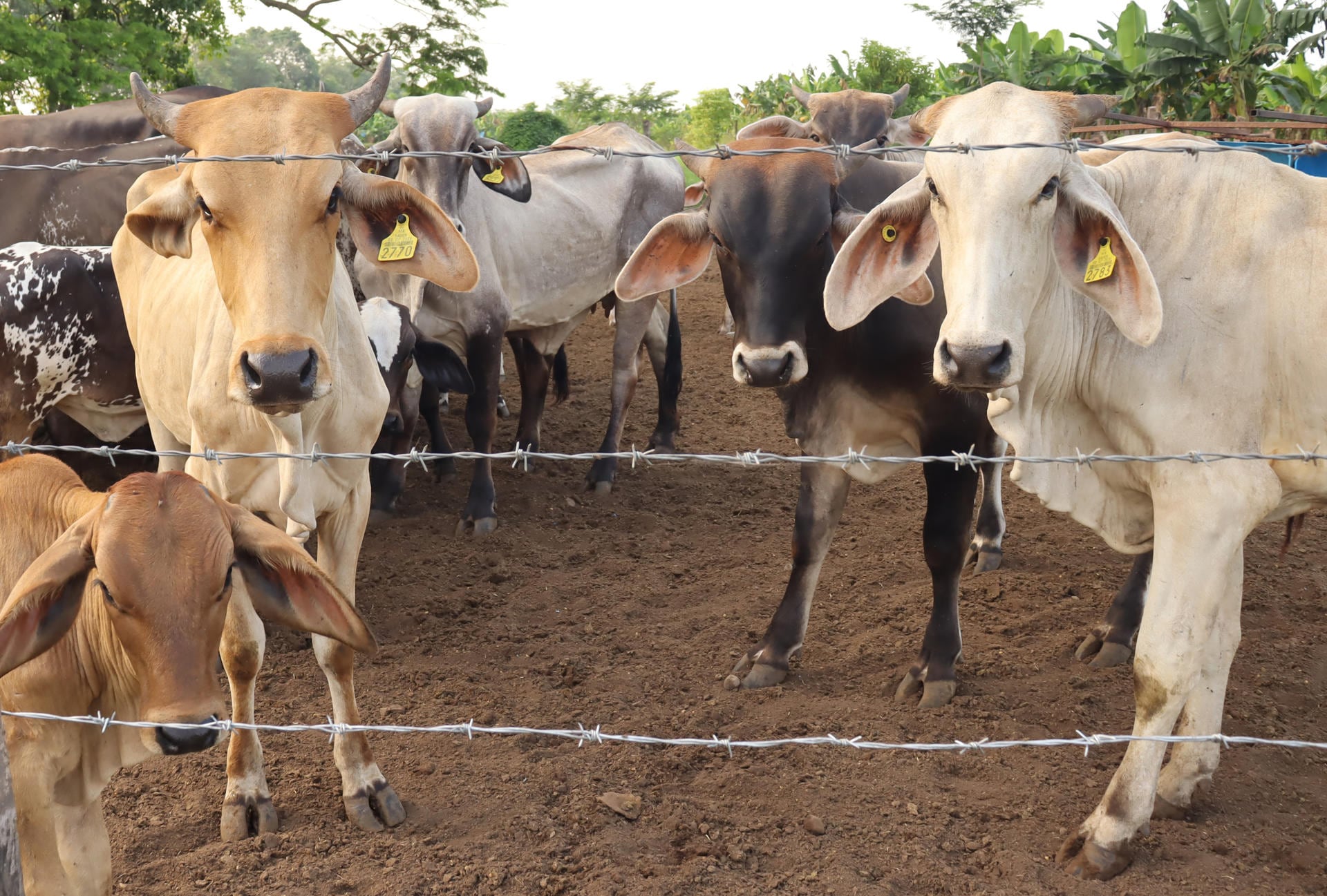 Tráfico de ganado y plaga amenazan la ganadería mexicana Tráfico de ganado y plaga amenazan la ganadería mexicana