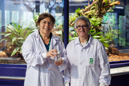 Boa esmeralda amazónica: un hallazgo alimentario inesperado