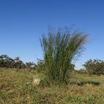 "Hierba Gamba: La Amenaza Incendaria de Australia"