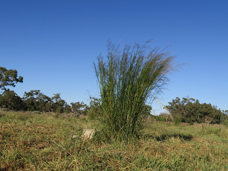 “Hierba Gamba: La Amenaza Incendaria de Australia” "Hierba Gamba: La Amenaza Incendaria de Australia"