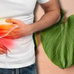 “Abandono Estatal en La Ruana: Urgen Ayuda Internacional” "La Hoja Santa en la Cocina Mexicana: ¿Tóxica o Segura?"