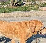 “Ley Silla en México: Descansos Obligatorios y Multas para Empresas” "Ley Silla en México: Descansos Obligatorios y Multas para Empresas"