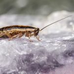 “100 Men vs 1 Gorilla: Juego Gratis en Steam” "Mitos y Consejos para Evitar una Plaga de Cucarachas"