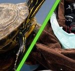 El Futuro de ‘Canelo’ Álvarez tras el Boxeo Red de Huachicoleo con Zoológico de Animales Exóticos Desmantelada en México