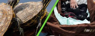 Red de Huachicoleo con Zoológico de Animales Exóticos Desmantelada en México Red de Huachicoleo con Zoológico de Animales Exóticos Desmantelada en México