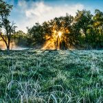 Árboles: Nuevos Aliados Contra el Cambio Climático Árboles: Nuevos Aliados Contra el Cambio Climático