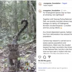 Avistamiento Inédito de Leopardos Nublados en Borneo Avistamiento Inédito de Leopardos Nublados en Borneo