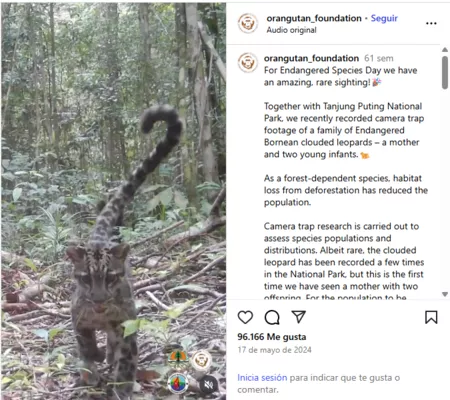 Avistamiento Inédito de Leopardos Nublados en Borneo Avistamiento Inédito de Leopardos Nublados en Borneo