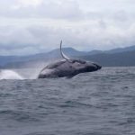 Bacteria Revolucionaria para Purificar Agua Contaminada Bacteria Revolucionaria para Purificar Agua Contaminada