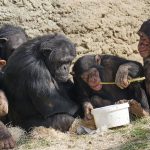 CURP Biométrica Oficial: Identidad Obligatoria en México Chimpancés y sus Modas: Reflejos de Comportamientos Humanos