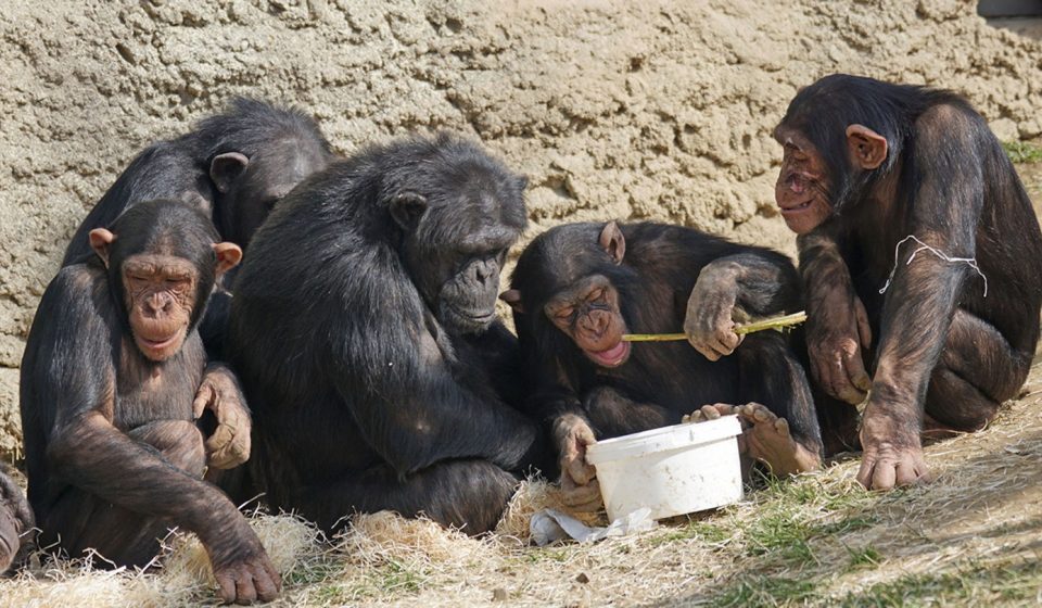 Chimpancés y sus Modas: Reflejos de Comportamientos Humanos Chimpancés y sus Modas: Reflejos de Comportamientos Humanos