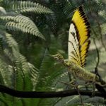 Descubrimiento de Fósil Revoluciona Teorías Evolutivas Descubrimiento de Fósil Revoluciona Teorías Evolutivas