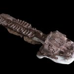 Descubrimiento de Gaiasia: El Depredador Prehistórico del Supercontinente Gondwana Descubrimiento de Gaiasia: El Depredador Prehistórico del Supercontinente Gondwana