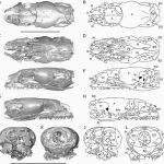 Descubrimiento de Serpiente Prehistórica en EE.UU. Replantea Evolución Descubrimiento de Serpiente Prehistórica en EE.UU. Replantea Evolución