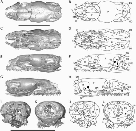 Descubrimiento de Serpiente Prehistórica en EE.UU. Replantea Evolución Descubrimiento de Serpiente Prehistórica en EE.UU. Replantea Evolución