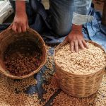 Impacto de Aranceles en la Agricultura Mexicana Impacto de Aranceles en la Agricultura Mexicana