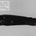 Nueva Especie de Pez Ballena Descubierta tras 15 Años de Misterio Nueva Especie de Pez Ballena Descubierta tras 15 Años de Misterio