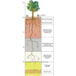 Oro Creciendo en Árboles: Nueva Forma de Exploración Minera Oro Creciendo en Árboles: Nueva Forma de Exploración Minera