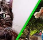 Ozempic: Potencial Alivio para la Migraña Ozempic: Potencial Alivio para la Migraña