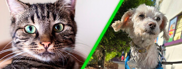 Ozempic: Potencial Alivio para la Migraña Ozempic: Potencial Alivio para la Migraña